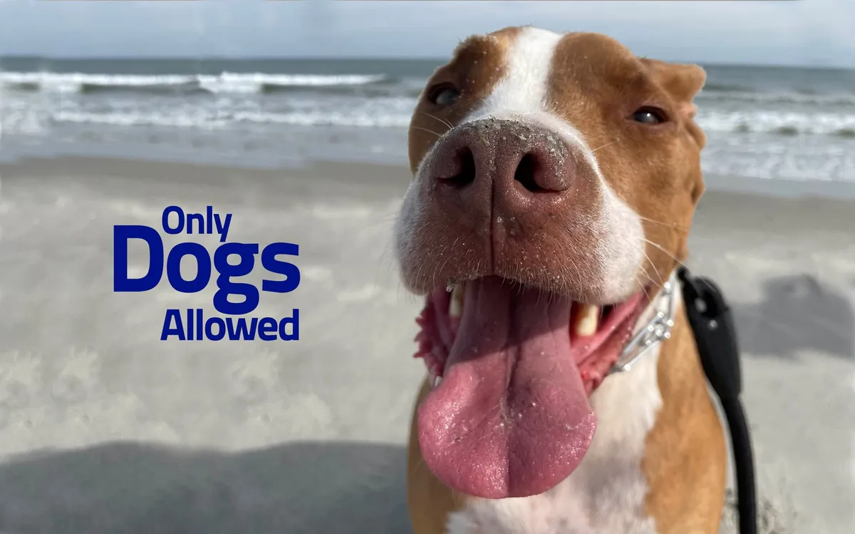 A joyful dog with its face in focus stands on sandy beach with the ocean and sky in the background. The image captures the playful spirit of the beach and hints at the property’s proximity to the ocean, suggesting fun, pet-friendly outings and beach days.